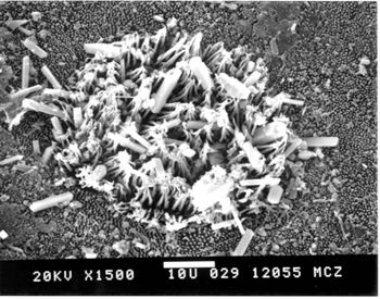 Media type: image; Herpetology R-1062